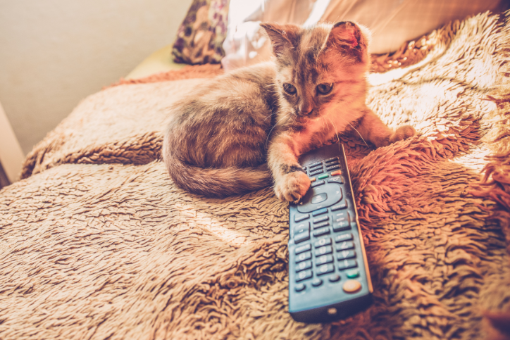 Cute cat using remote control during house sit